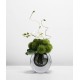 Green plant decoration, orchid flower arrangement, living room table and coffee table decoration