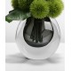 Green plant decoration, orchid flower arrangement, living room table and coffee table decoration