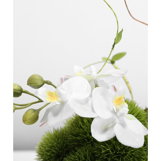 Green plant decoration, orchid flower arrangement, living room table and coffee table decoration