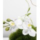 Green plant decoration, orchid flower arrangement, living room table and coffee table decoration