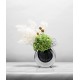 Green plant decoration, orchid flower arrangement, living room table and coffee table decoration