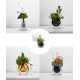 Green plant decoration, orchid flower arrangement, living room table and coffee table decoration