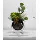 Green plant decoration, orchid flower arrangement, living room table and coffee table decoration